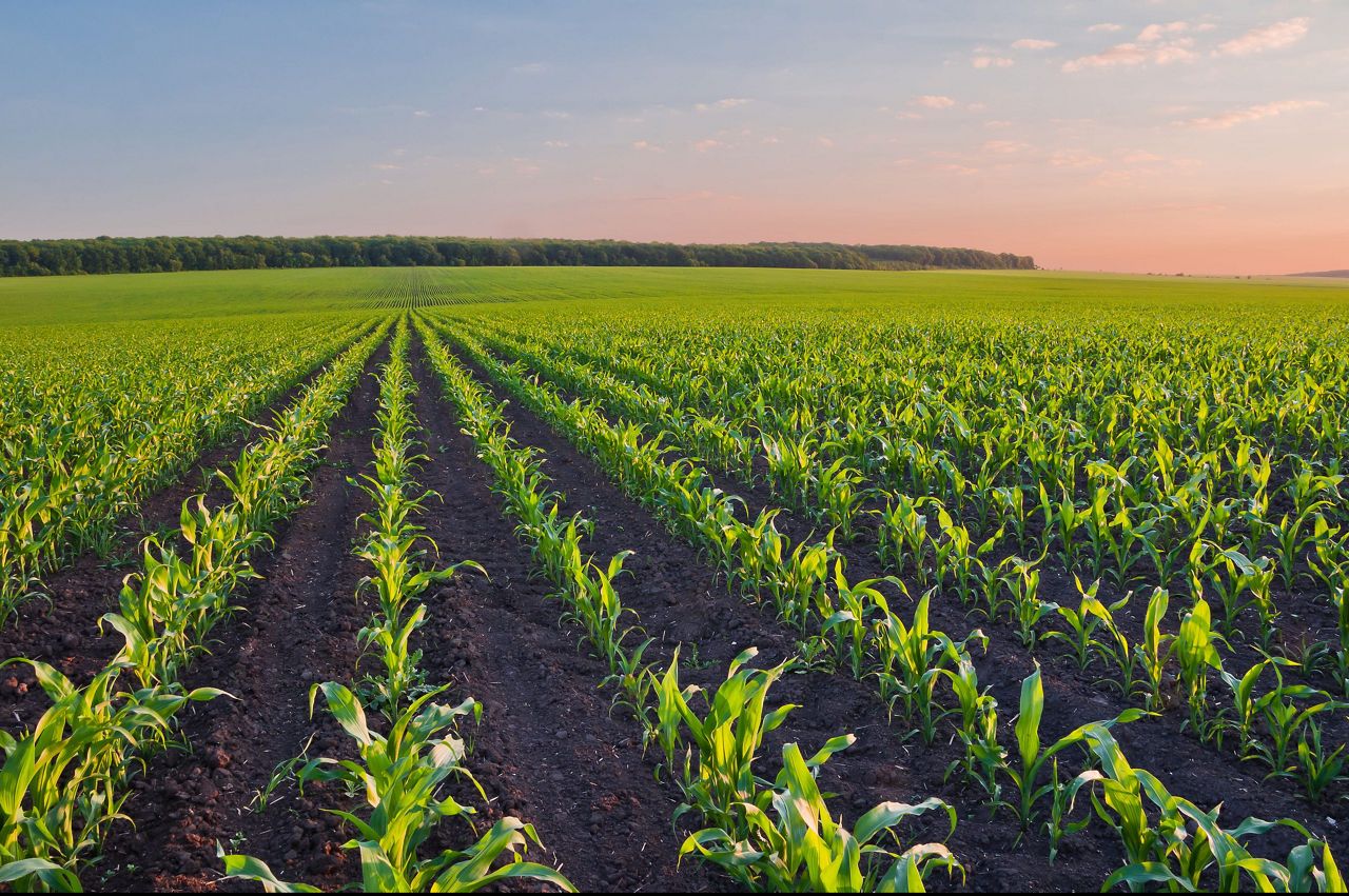 DEKALB® встановлює рекорди врожайності кукурудзи