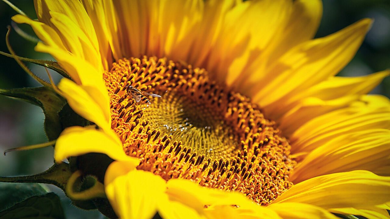 Які гібриди соняшнику DEKALB® обрати для різних регіонів України?