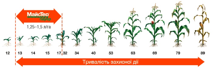 збільшити зображення